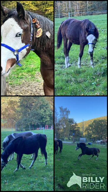 Eyecatcher im Gunner Look, Kerstin Rehbehn (Pferdemarketing Ost), Horses For Sale, Nienburg, Image 9