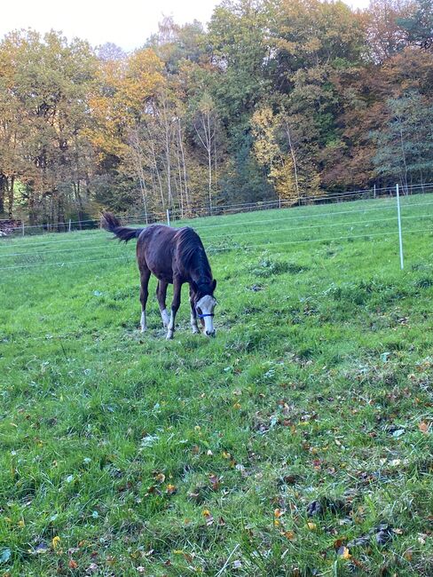 Eyecatcher im Gunner Look, Kerstin Rehbehn (Pferdemarketing Ost), Horses For Sale, Nienburg, Image 2