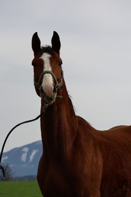 Auffälliger Hengst 3 Jahre, Brit Fanta , Horses For Sale, Eggmayr, Image 2