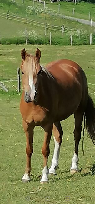 Auffälliger Youngster mit Potential, Andrea Iselt , Horses For Sale, Radevormwald, Image 4