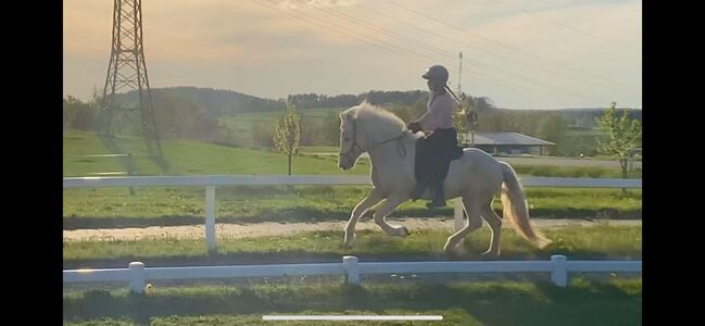 Þórdís vom Riggau –Taktvoll, ausdrucksstark & mit traumhaftem Tölt!, Daniela Prößl, Horses For Sale, Kemnath, Image 4