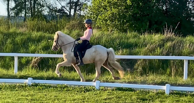 Þórdís vom Riggau –Taktvoll, ausdrucksstark & mit traumhaftem Tölt!, Daniela Prößl, Horses For Sale, Kemnath, Image 5