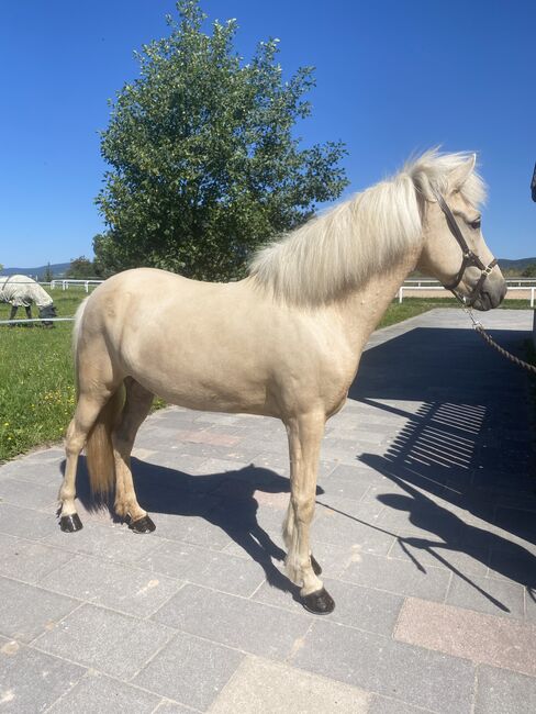 Þórdís vom Riggau –Taktvoll, ausdrucksstark & mit traumhaftem Tölt!, Daniela Prößl, Horses For Sale, Kemnath, Image 7