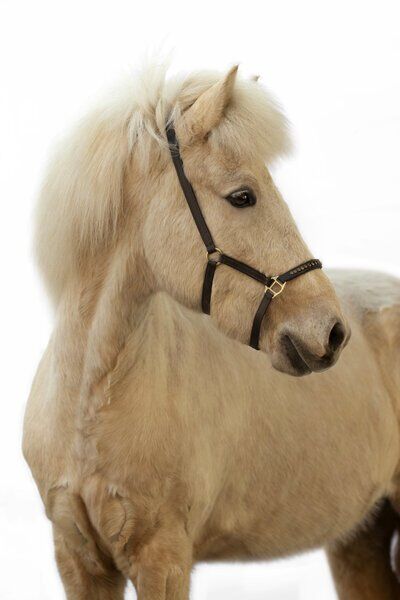 Þórdís vom Riggau –Taktvoll, ausdrucksstark & mit traumhaftem Tölt!, Daniela Prößl, Horses For Sale, Kemnath, Image 3