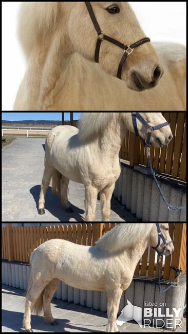 Þórdís vom Riggau –Taktvoll, ausdrucksstark & mit traumhaftem Tölt!, Daniela Prößl, Horses For Sale, Kemnath, Image 4