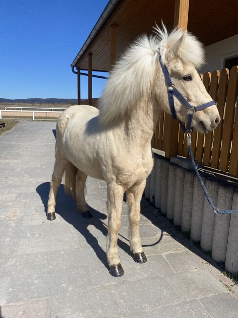 Þórdís vom Riggau –Taktvoll, ausdrucksstark & mit traumhaftem Tölt!, Daniela Prößl, Horses For Sale, Kemnath