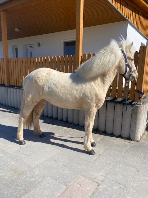 Þórdís vom Riggau –Taktvoll, ausdrucksstark & mit traumhaftem Tölt!, Daniela Prößl, Horses For Sale, Kemnath, Image 2