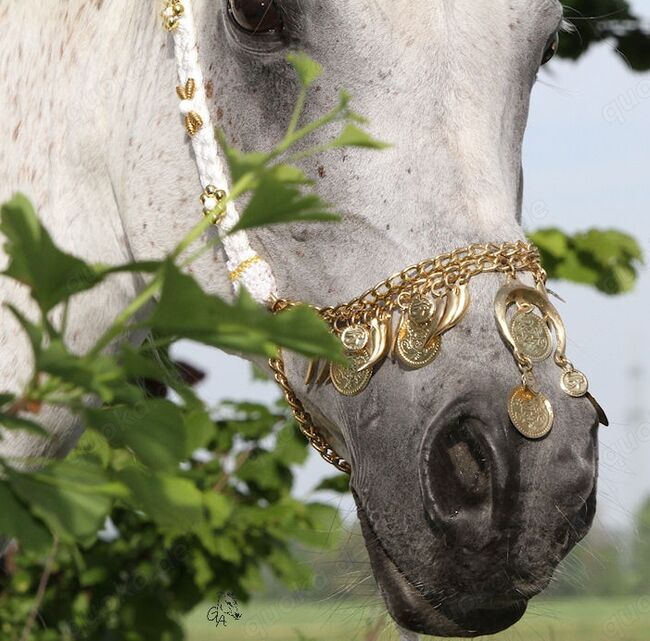 orginal ägyptische Halbmondnasenkette aufwändig mit vielen Münzen,  Halbmondnasenkette, Una (Horse-design), Sonstiges, Rot am See, Abbildung 2