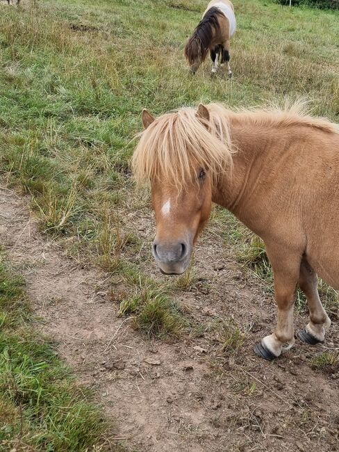 Original Shetland Junghengst Falbe, Nadine  (Shettyzucht Frechdachs ), Pferd kaufen, Heringen, Abbildung 4