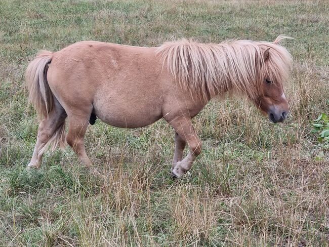 Original Shetland Junghengst Falbe, Nadine  (Shettyzucht Frechdachs ), Pferd kaufen, Heringen