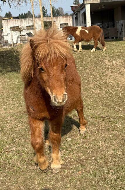 Original Shetlandponyfohlen 2025, Sheryn Schär, Horses For Sale, Röthenbach Hbsee