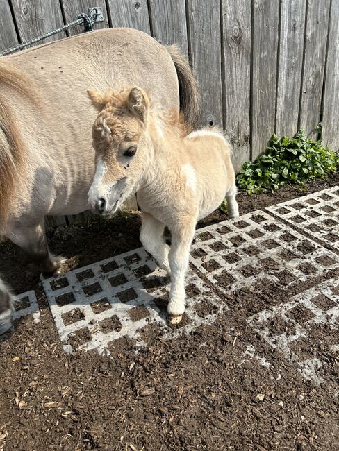 Original Minishetlandpony Hengst Fohlen / Jährling Falbe Schecke, Julia Werner , Horses For Sale, Uslar