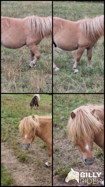 Original Shetland Junghengst Falbe, Nadine  (Shettyzucht Frechdachs ), Horses For Sale, Heringen, Image 5