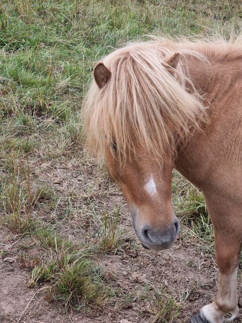 Original Shetland Junghengst Falbe, Nadine  (Shettyzucht Frechdachs ), Horses For Sale, Heringen, Image 3