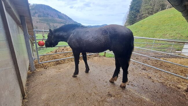 Rohdiamant zum selbst ausbilden, Itzlinger Michaela, Horses For Sale, Freilassing, Image 2