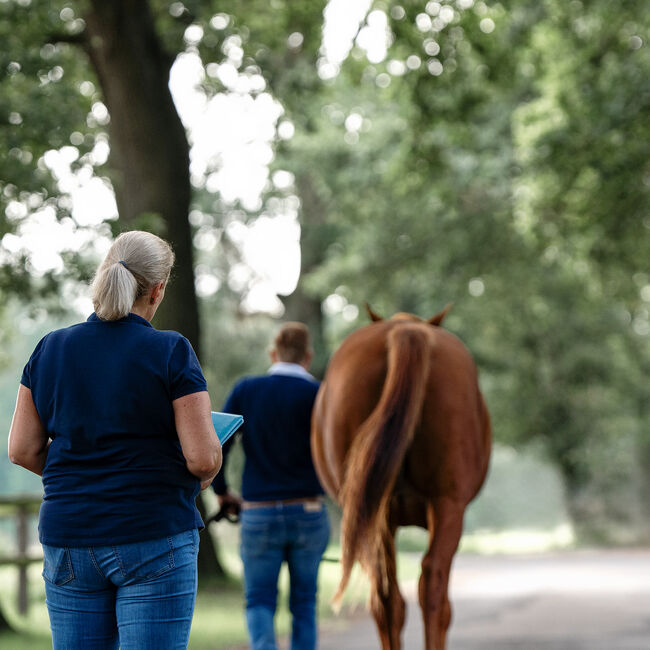 Osteopathie für dein Pferd in Bremen und umzu, Pferdeosteopathie Julia Knogler, Therapie & Behandlung, Bremen, Abbildung 5