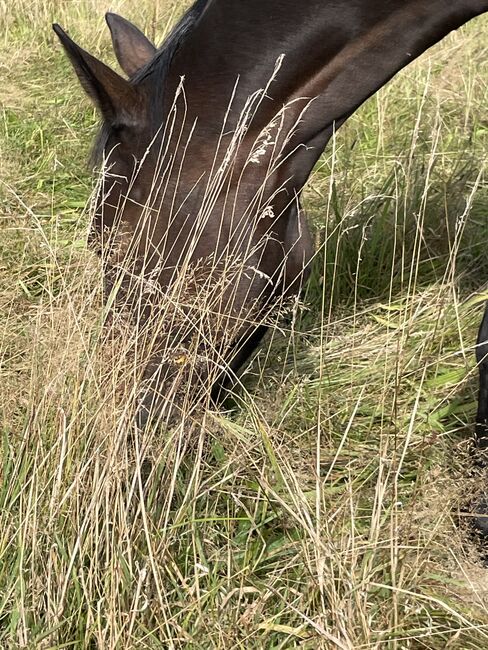 Offenstallplatz für 1 Stute Norderstedt Glashütte, Heike Richardt, Wolna stajnia, Norderstedt