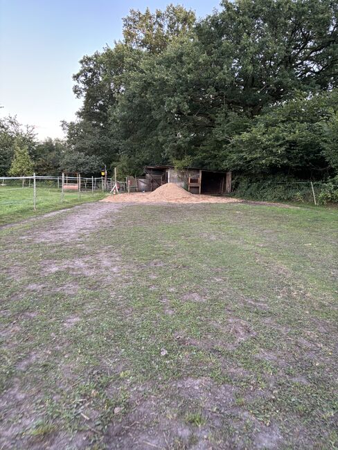 Offenstallplatz frei für 1-2 Wallache, Hannah, Wolna stajnia, Ahrensburg