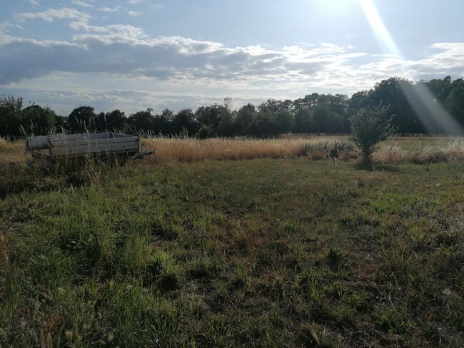 Offenstallplatz mit Paddock Trail in kleiner Herde, Teresa Kumpe, Wolna stajnia, Frankfurt (Oder), Image 5