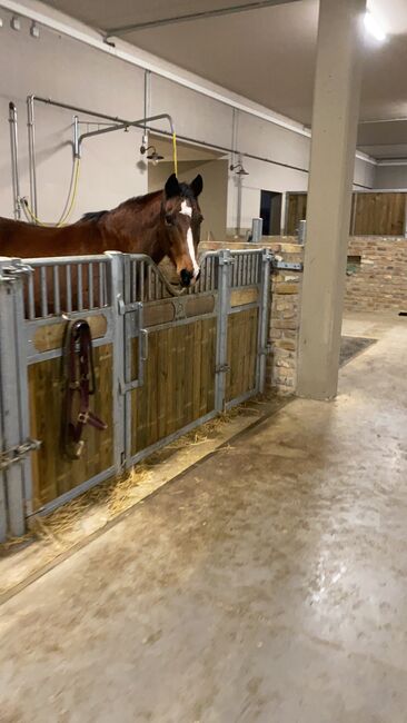 Offenstall -/ Paddockplatz für Pony oder Kleinpferd, Maria , Wolna stajnia, Hochheim am Main, Image 2