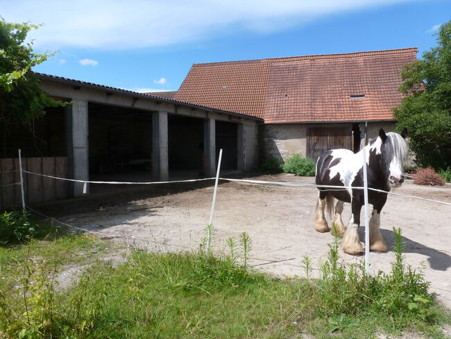 Offenstall sucht Wallach, Martina, Wolna stajnia, Neustadt an der Aisch