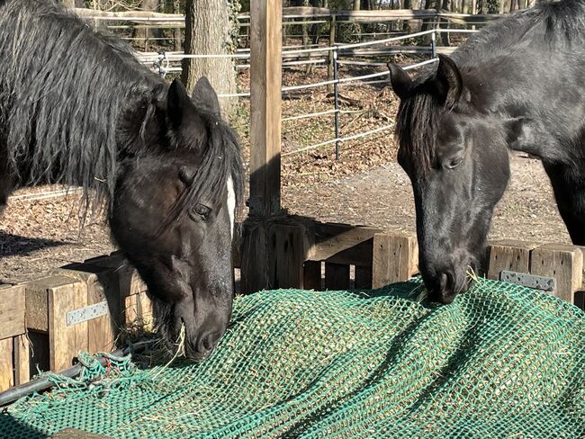 Offenstall mit Paddock-Trail hat Platz für 1-2 weitere Pferde/Ponys, Offenstall mit Paddock-Trail, Astrid Firzlaff, Wolna stajnia, Verl, Image 4