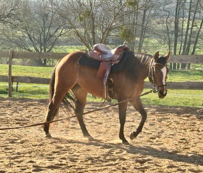Aufgeschlossene, liebe Quarter Horse Stute von top Reining Hengst, Kerstin Rehbehn (Pferdemarketing Ost), Konie na sprzedaż, Nienburg, Image 10