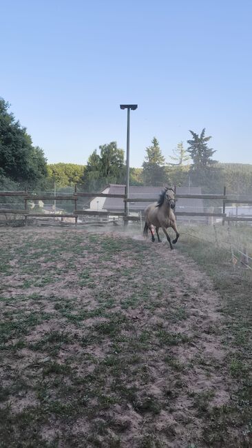 Offenstall/Bewegungsstall, Offenstall  Offenstall , Bender Pia , Wolna stajnia, Carlsberg , Image 5