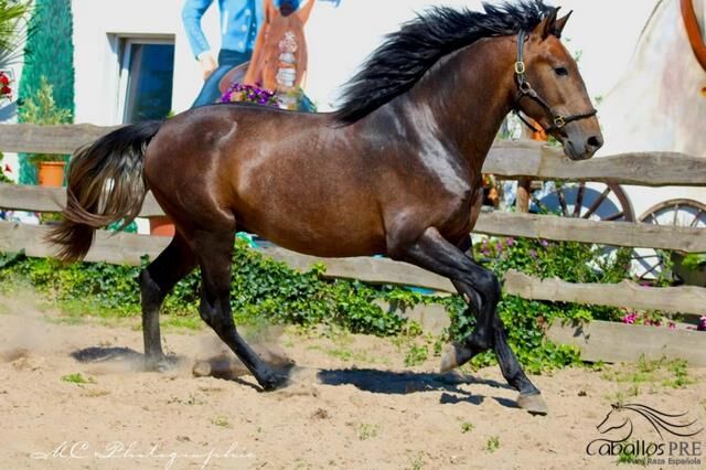 Barockkoffer vom alten Typ - Top Abstammung - Super Charakter, Thomas Adams (Caballos PRE), Horses For Sale, Bell, Image 5