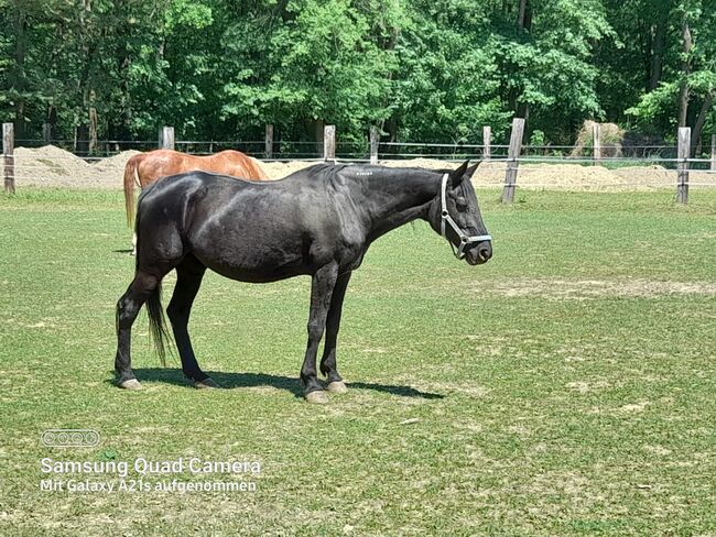 Alte Dame sucht einen neuen Besitzer, Sebastian Maier , Horses For Sale, Neudörfl, Image 5