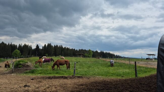 Altersweide/ Fohlenweide /Paddocktrail/Offenstall, Paddocktrail Offenstall , Magdalena Heim , Horse & Stable Mats, Isny im Allgäu, Image 5