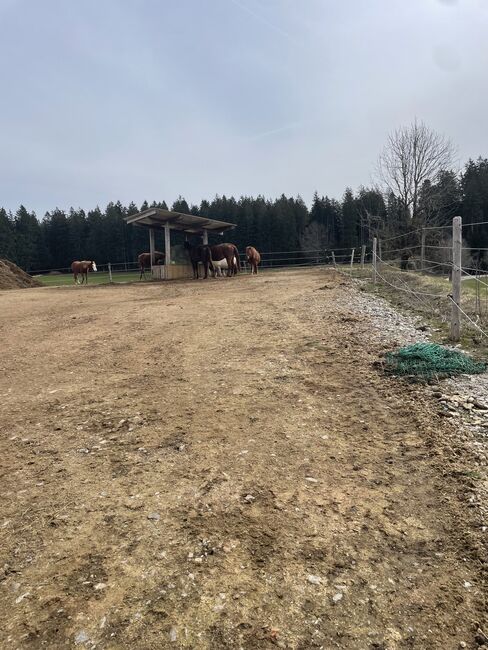 Altersweide/ Fohlenweide /Paddocktrail/Offenstall, Paddocktrail Offenstall , Magdalena Heim , Horse & Stable Mats, Isny im Allgäu, Image 7