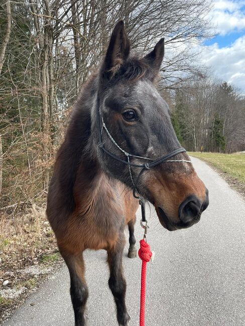 Ältere Pferdedame sucht ein schönes Plätzchen, Ulli, Horses For Sale, Micheldorf, Image 4