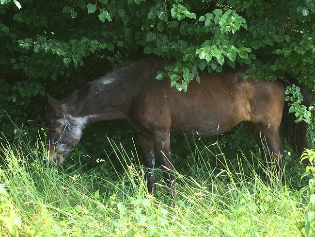 Ältere Pferdedame sucht ein schönes Plätzchen, Ulli, Horses For Sale, Micheldorf, Image 3