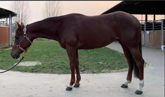 herausragend gezogene Quarter Horse Stute, Kerstin Rehbehn (Pferdemarketing Ost), Horses For Sale, Nienburg