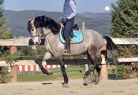 Oxford, 5YO grey stallion Purebred Lusitano (PSL)., Marina Pontes, Horses For Sale, Almada