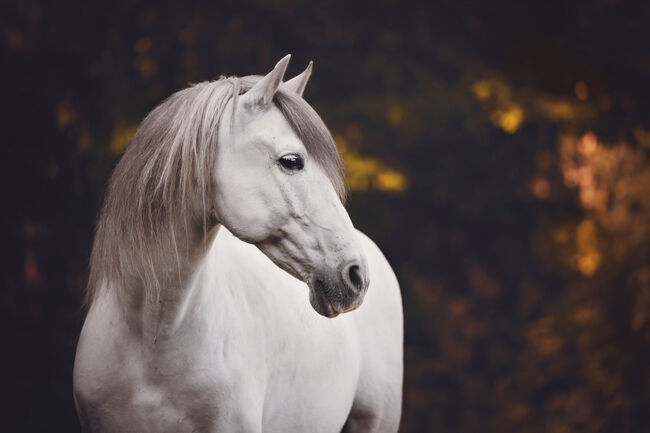 Zuverlässiges, liebenswertes Einhorn sucht ❤️ Herzensmenschen❤️, Beate Häckel , Horses For Sale, Lübeck 