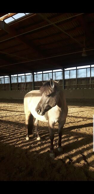 zuverlässiges Freizeitpony, Sarah Kolbe, Horses For Sale, Bondorf, Image 5