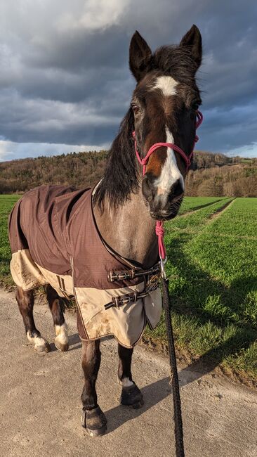 Verlasspferd / Reitbarer Beisteller, Carina , Horses For Sale, Dortmund , Image 2