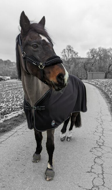 Verlasspferd / Reitbarer Beisteller, Carina , Horses For Sale, Dortmund , Image 5