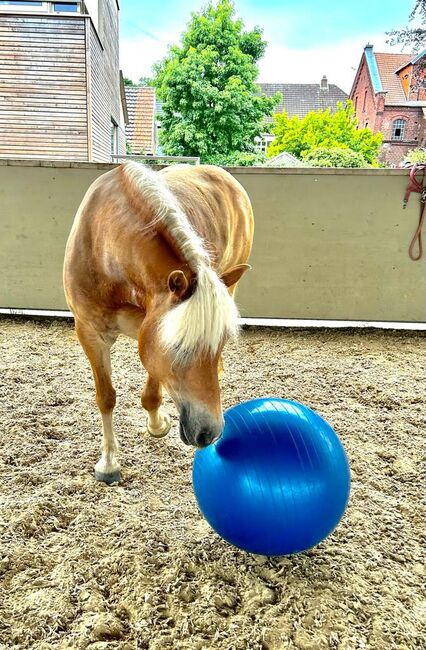 Zuverlässige und charakterstarke Partnerin, Kerstin Rehbehn (Pferdemarketing Ost), Horses For Sale, Nienburg, Image 10