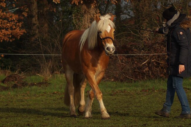 Zuverlässige und charakterstarke Partnerin, Kerstin Rehbehn (Pferdemarketing Ost), Horses For Sale, Nienburg, Image 13