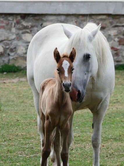 zuverlässige Camarguestute, Camargue-Pferde-Hof Wesendahl, Horses For Sale, Altlandsberg, Image 2