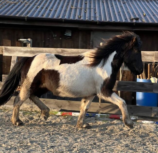 zuverlässig geritten: Funpferd für jedermann, Islandpferde-aus-Island, Horses For Sale, Südisland