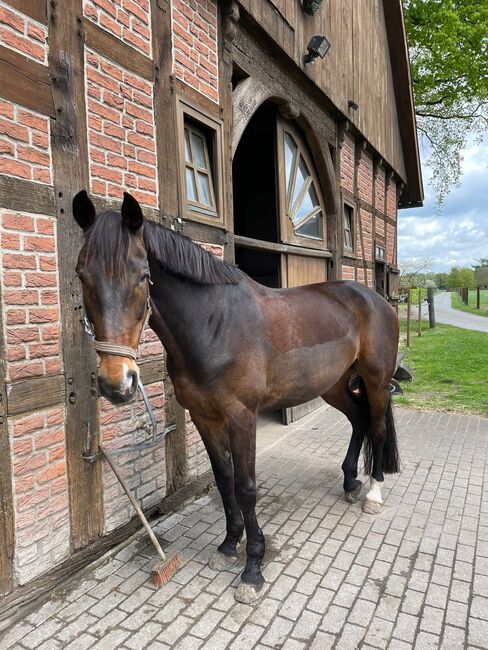 Verlässliche Stute als Beistellet mit Reitoption abzugeben, Lucy Zimmermann, Horses For Sale, Gütersloh , Image 10