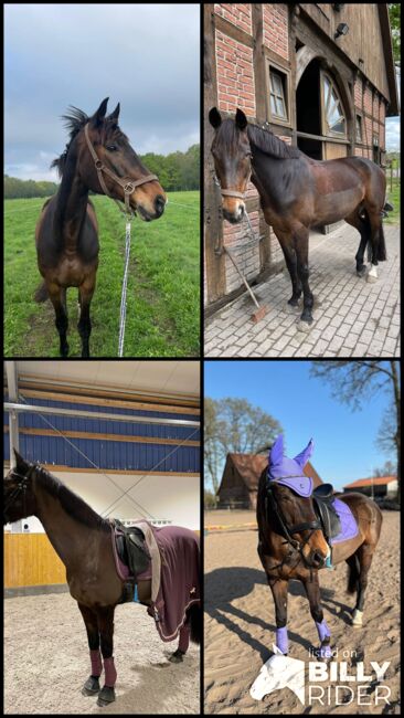 Verlässliche Stute als Beistellet mit Reitoption abzugeben, Lucy Zimmermann, Horses For Sale, Gütersloh , Image 11