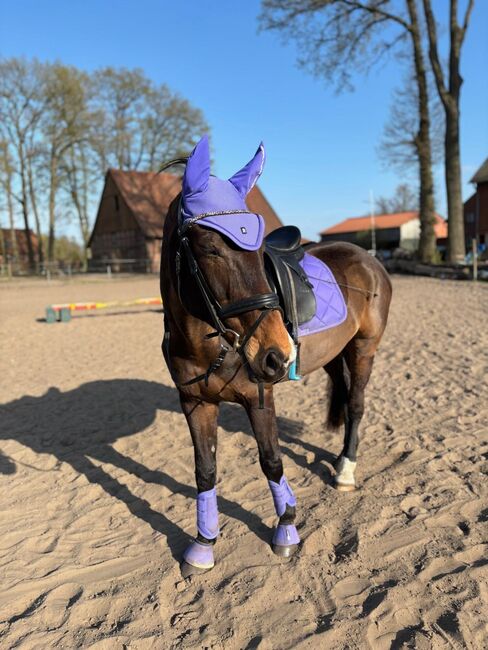 Verlässliche Stute als Beistellet mit Reitoption abzugeben, Lucy Zimmermann, Horses For Sale, Gütersloh , Image 2