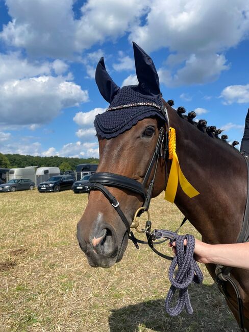 Verlässliche Stute als Beistellet mit Reitoption abzugeben, Lucy Zimmermann, Horses For Sale, Gütersloh , Image 5