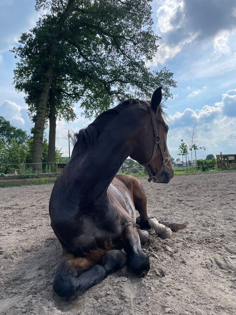 Verlässliche Stute als Beistellet mit Reitoption abzugeben, Lucy Zimmermann, Horses For Sale, Gütersloh , Image 6