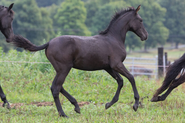 P.R.E Hengstfohlen, Nováková , Horses For Sale, Nova Bystrice , Image 7